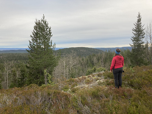 Utsikt mot Oppegårdskollen fra toppen av Tøyenhøgda
