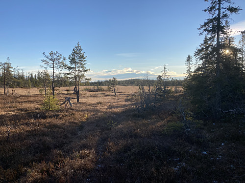 Kvitingen reiser seg opp i enden av de store myrområdene