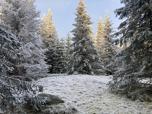 Toppen av Kalpetterhaugen er en åpen plass i tettskogen, men uten utsikt.