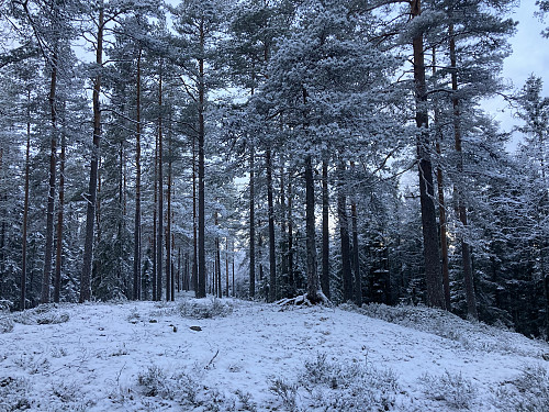 Langåsen (355 moh) i Eidskog