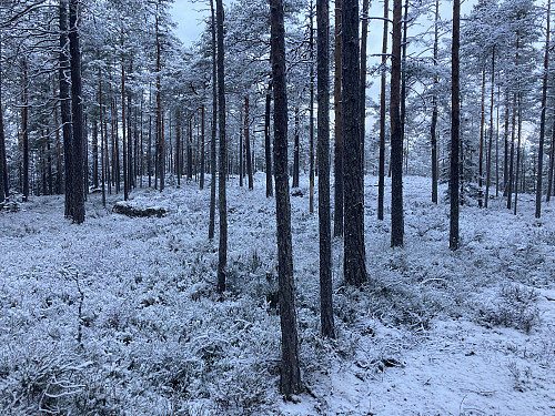 NV for Baksjøen (291 moh) i Eidskog