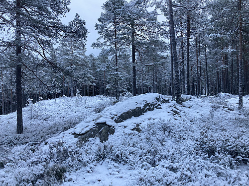 NV for Baksjøen (291 moh) i Eidskog