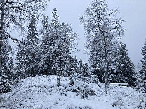 Stutehaugen i Oslo