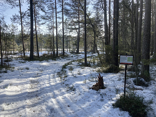 Like før Breimåsen kommer man inn i Kongsrudtjern naturreservat