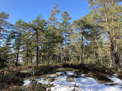 Høgesset er stort sett en haug midt inne i skogen
