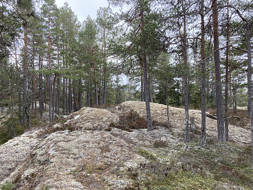 Stillemyrberga er en fin kolle som ligger åpent til som det høyeste punktet på en ganske lang åsrygg