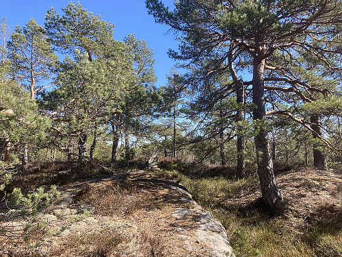 Dalskufjell i Skien