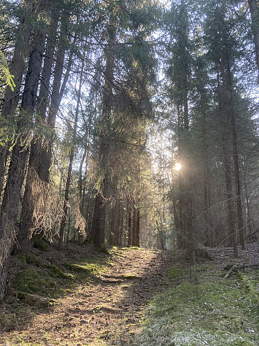 Fin vei oppover mot skaret mellom Jakobåsen og Hansesåsen