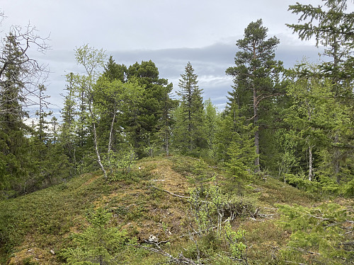 Snustadhøgberget i Malvik
