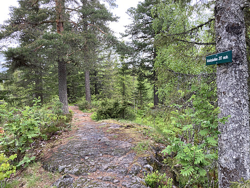 Kirkebykollen 319 moh