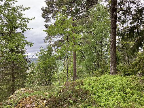 Vensåskollen Sør 331 moh. Tett med skog, lite utsikt