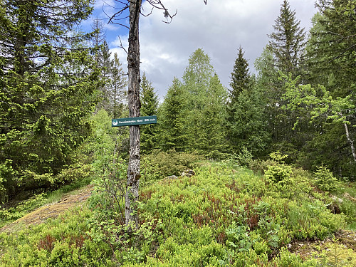 Vensåskollen Nord 378 moh