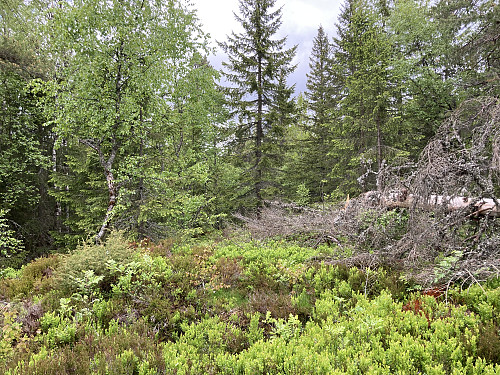 Lauvåsen 378 moh er bare noe kratt uten utsikt