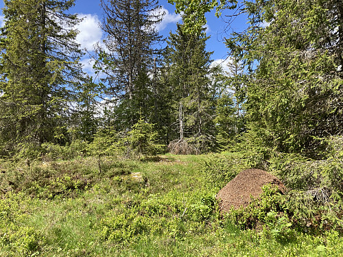 Den siste toppen denne dagen ble Pelåsen 425 moh.