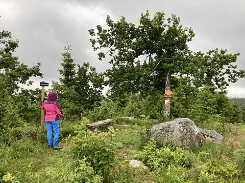 Havsåsknuten er en fin topp som ligger ganske åpent til i skoglandskapet pga en del hogst i området