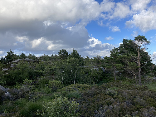 Krevende terreng hvor man må gå på tvers av fjellinjene. Mye småskrenter med kratt i mellom. 