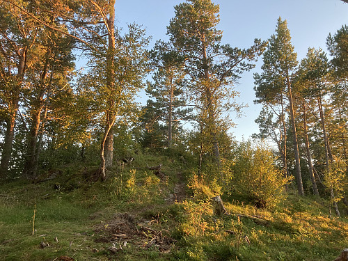 Kongshåmmåren i Stjørdal er temmelig gjengrodd