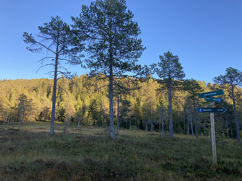 Ved Vassmyra like ved Bjørkvatnet. Toppen ligger litt innenfor åsen bak i bildet