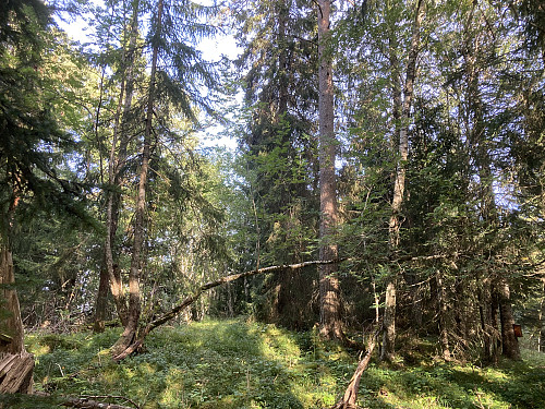 Selve toppen av Kverkillberget er helt gjengrodd!