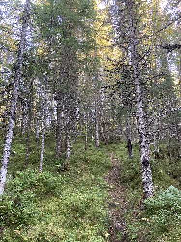 Det er flere stier og tråkk her inne i tettskogen, men ikke alle fører riktig av sted i forhold til toppen.