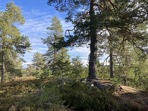 Fuglemyrhøgda i Oslo