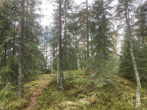 Nygårdskollen nord 269 moh