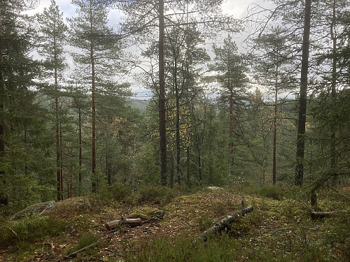 Nygårdskollen nord 269 moh