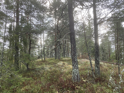 Nygårdskollen sør 273 moh