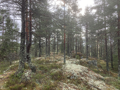 Nygårdskollen sør 273 moh