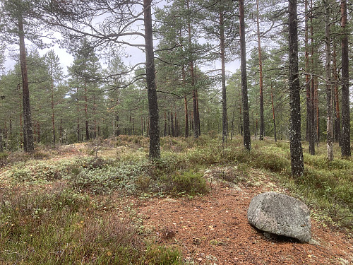 Flaåsen 274 moh