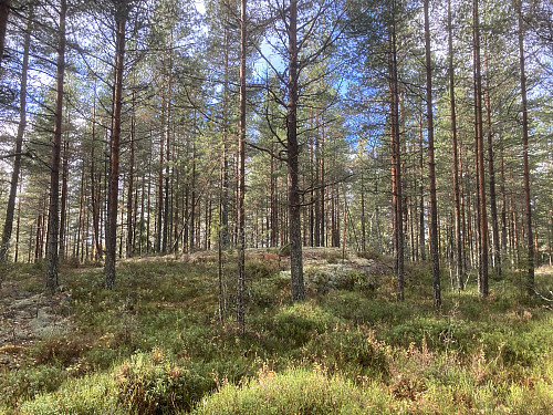 Slåttebråtås 269 moh