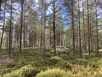 ØyvindBergkvam_20221116_6374a61b6d2d2.jpg