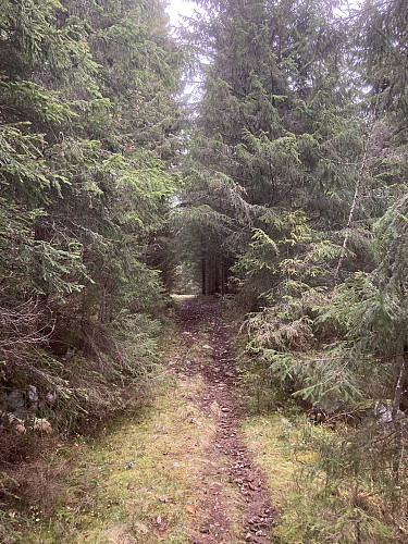 Fin sti oppover til skaret mellom Toppåsen og Korpehaugen