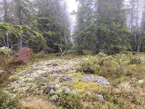 Bolter etter trigpunktstolpen sør på Toppåsen