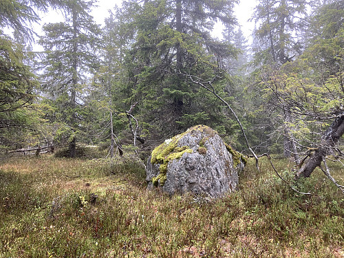 Dette er muligens toppunktet på Toppåsen i Hurdal