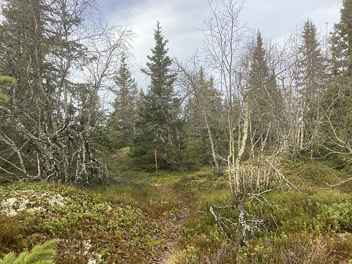 Merket sti opp til Nordliskampen