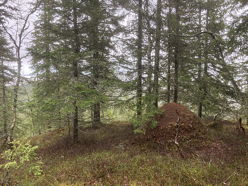 Faksebrennkollene i Hurdal