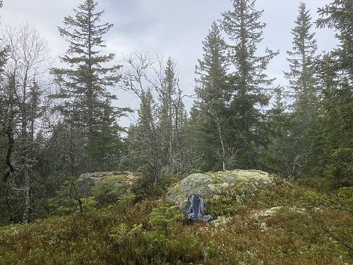Liskampen i Hurdal