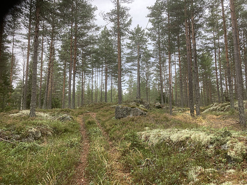 Fin ATV-sti opp til antennemasta oppe på åsryggen