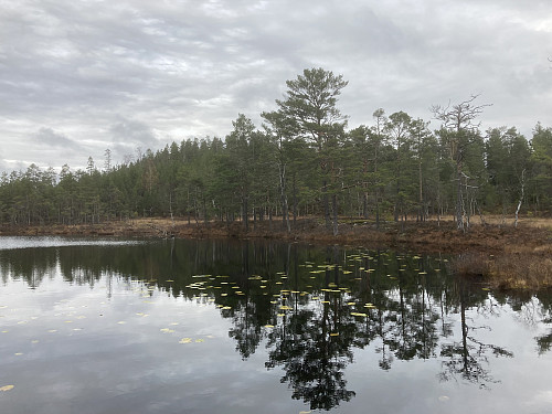 Rundtjennåsen sett fra Rundtjern