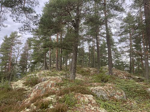 Rundtjennåsen i Lillestrøm er en kort og fin tur!