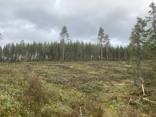 Mye nyhogst på vei opp mot Klovehøgda