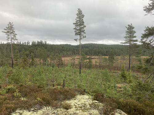 Utsikt mot Igletjernhøgda