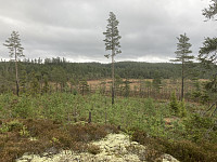 ØyvindBergkvam_20221118_63778644aaea5.jpg