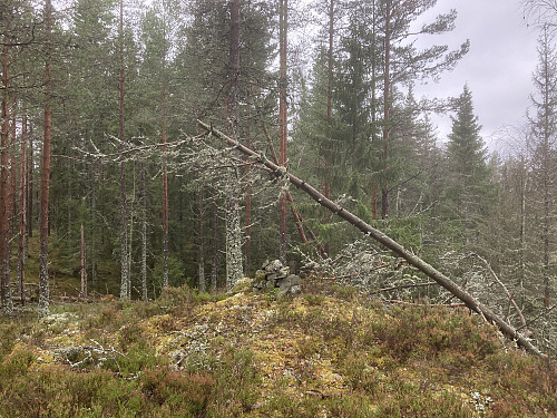 Trigpunktet nord på Igletjernhøgda