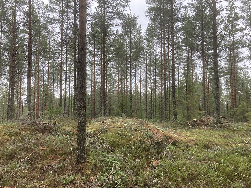 Hogst på Igletjernhøgda