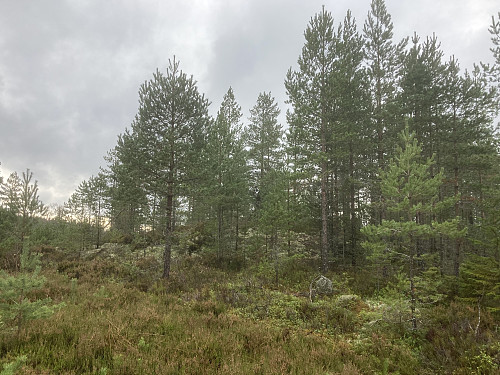 Trettåsen i Lillestrøm