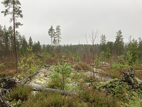 Slorahøgda i Aurskog-Høland