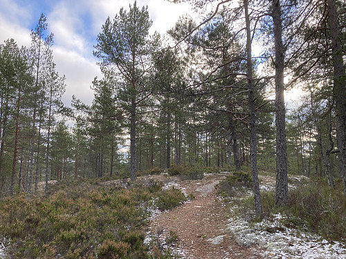 Dølerudåsen 240 moh i Oslo Østmark