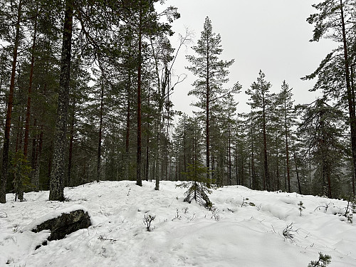 Sørtoppen på Fiskeløysåsen 